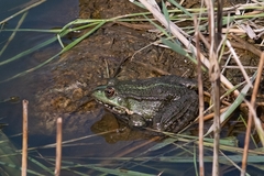 Pelophylax ridibundus