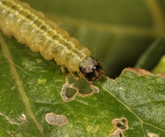Anania hortulata