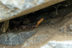 Agkistrodon contortrix