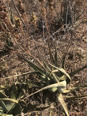 Aloe pienaarii