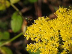 Augochlorella aurata