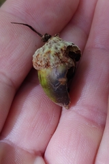 Quercus