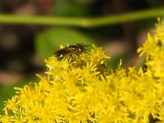 Augochlorella aurata