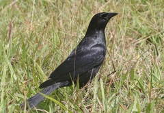 Ptiloxena atroviolacea