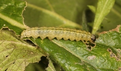 Anania hortulata