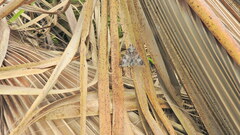 Melipotis famelica