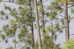 Pinus caribaea