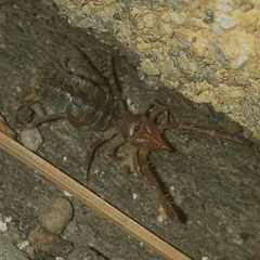 Solifugae