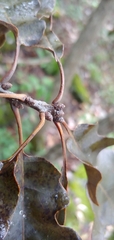 Quercus
