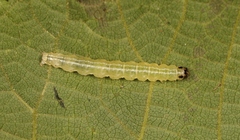 Anania hortulata