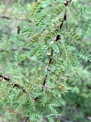Mimosa texana