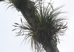Tillandsia utriculata