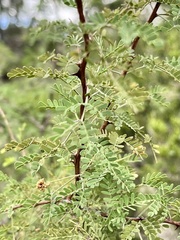 Mimosa texana