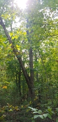 Quercus