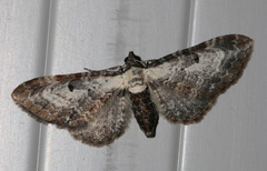 Eupithecia succenturiata