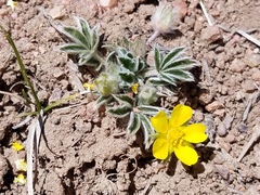 Potentilla hippiana