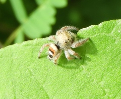 Phidippus pacosauritus