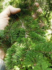 Picea glauca