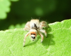 Phidippus pacosauritus