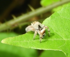 Phidippus pacosauritus