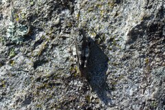 Oedipoda germanica