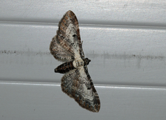 Eupithecia succenturiata