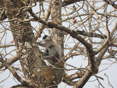 Semnopithecus schistaceus