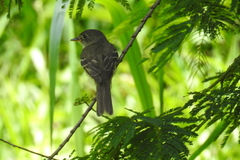 Tyrannidae