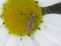 Dioxyna bidentis