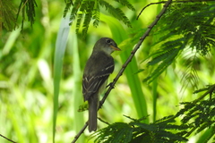 Tyrannidae