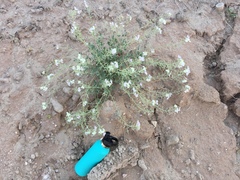 Nerisyrenia camporum