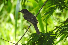 Tyrannidae