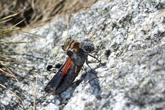 Oedipoda germanica