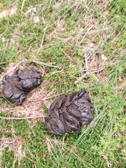 Capreolus capreolus