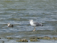 Larus michahellis