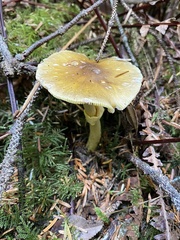 Amanita augusta