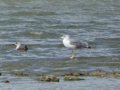 Larus michahellis