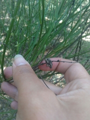 Aceria chondrillae