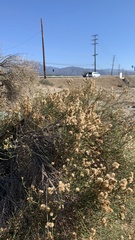 Lepidospartum squamatum