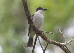 Tyrannus caudifasciatus