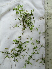 Lemna trisulca