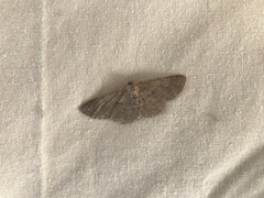 Iridopsis vellivolata
