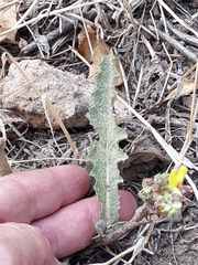 Verbascum sinuatum