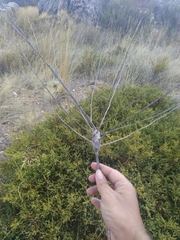 Timaspis chondrillae