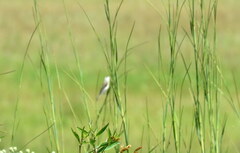 Sporophila pileata
