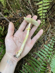 Amanita augusta