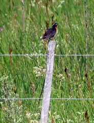 Leistes superciliaris