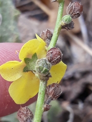 Verbascum sinuatum