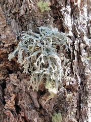 Pseudevernia furfuracea