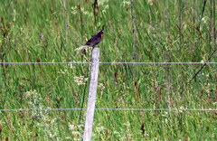 Leistes superciliaris